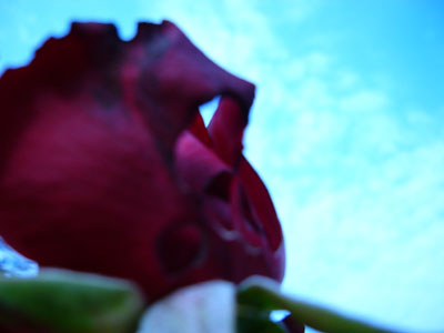 rose_with_hole.jpg