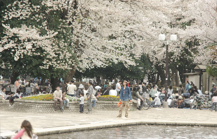 sakura_setagaya.jpg