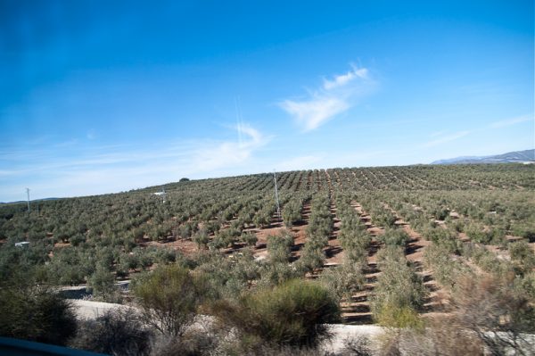 olive orchard.head for Maraga from Granada by bus.
