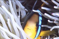 anemonefish.jpg