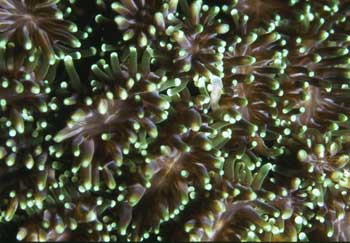 coral.jpg