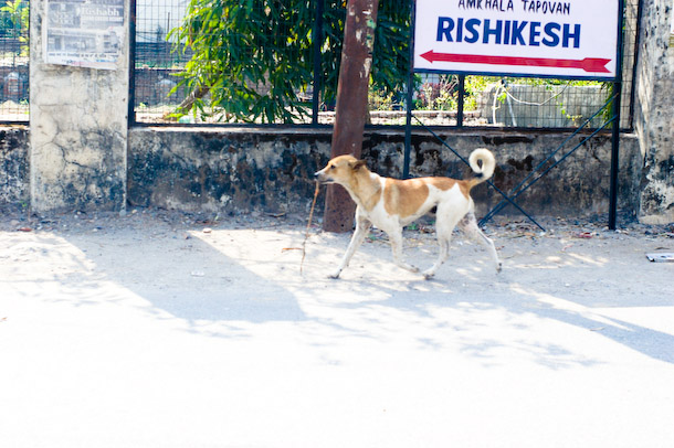 rishdog.jpg